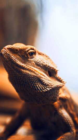 Bearded Dragon Wallpaper