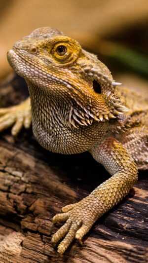 Bearded Dragon Wallpaper