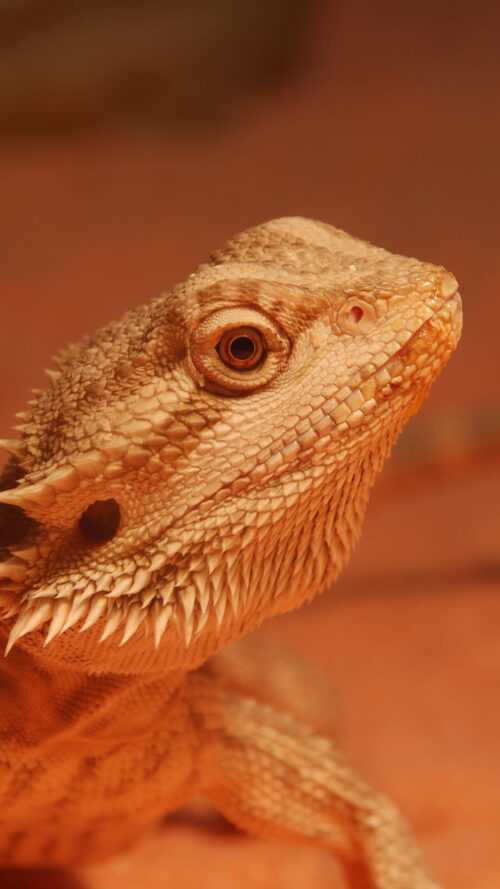 Bearded Dragon Wallpaper - iXpap