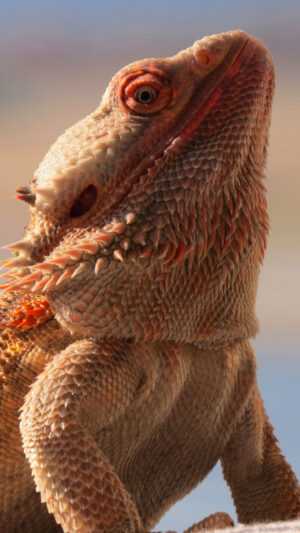 Bearded Dragon Wallpaper