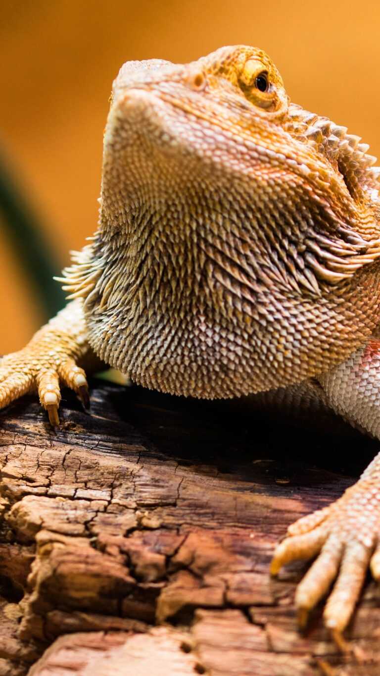 Bearded Dragon Wallpaper - iXpap