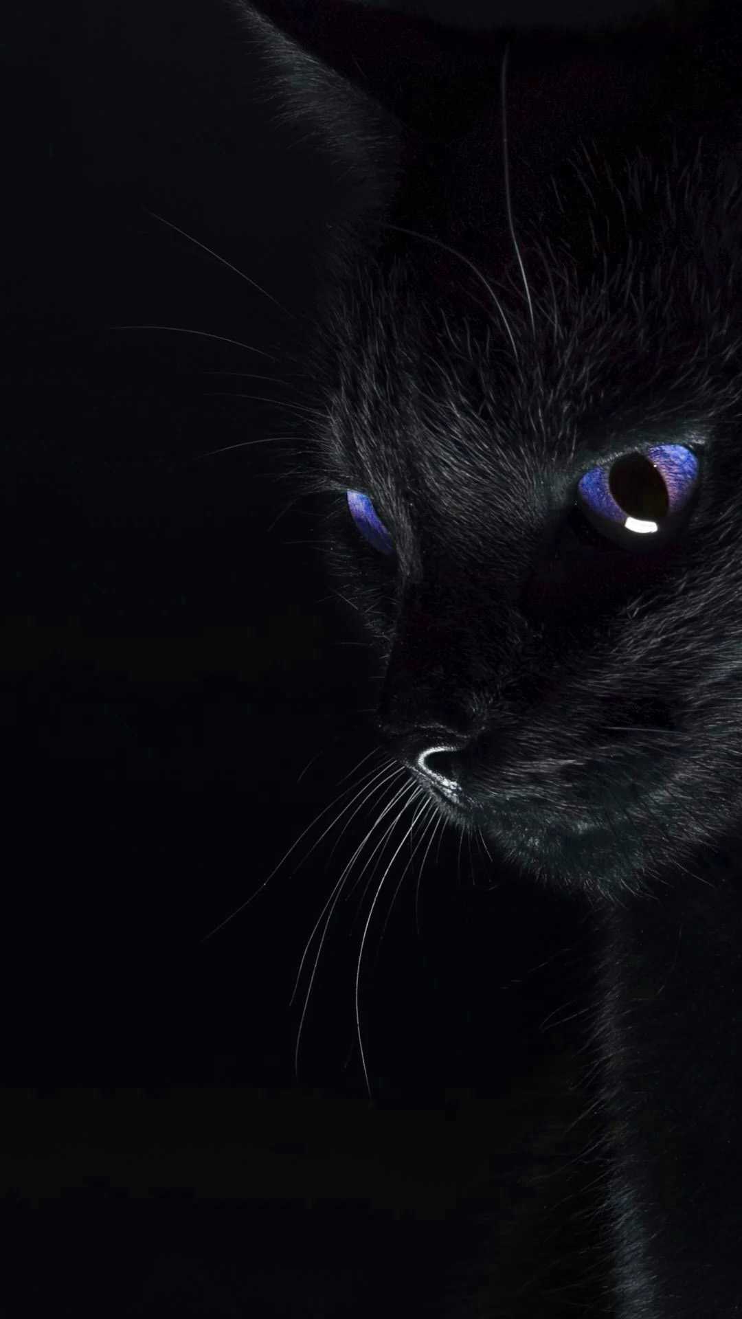 Black Cat Wallpaper - iXpap