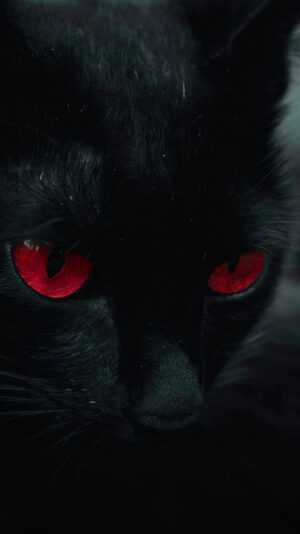 Black Cat Wallpaper