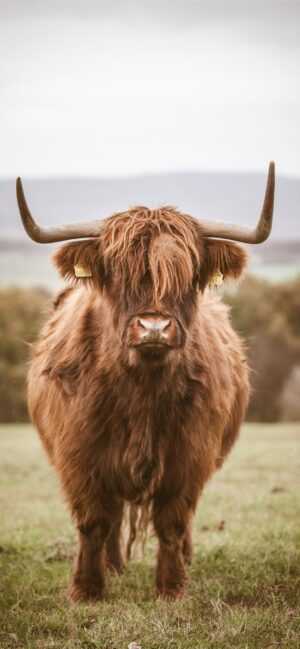 Brown Cow Wallpaper