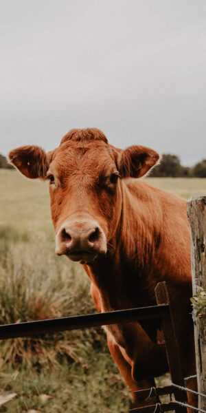 Brown Cow Wallpaper