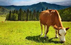 HD Brown Cow Wallpaper