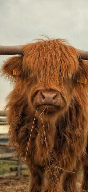 Highland Cow Wallpaper