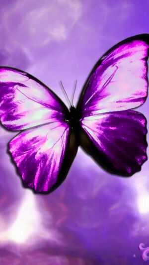 Purple Butterfly Wallpaper