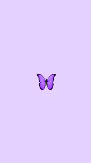 Purple Butterfly Wallpaper