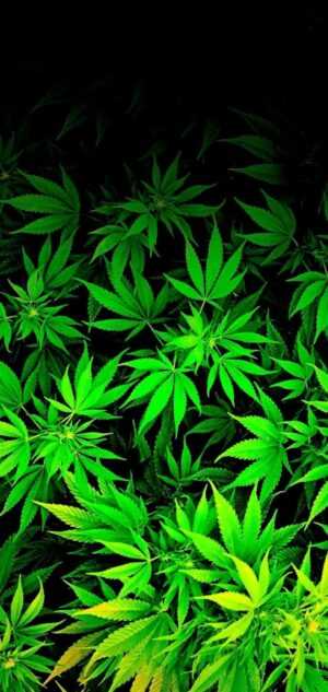 Cannabis Wallpaper