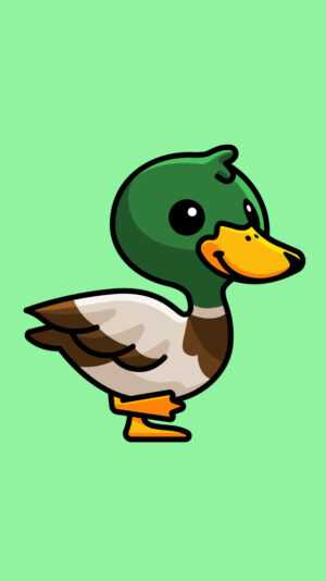 Duck Wallpaper