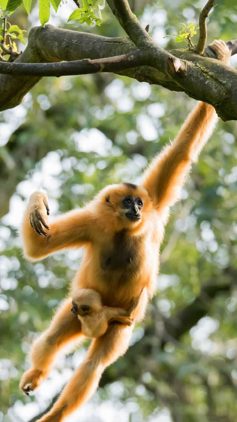 Gibbon Wallpaper - iXpap