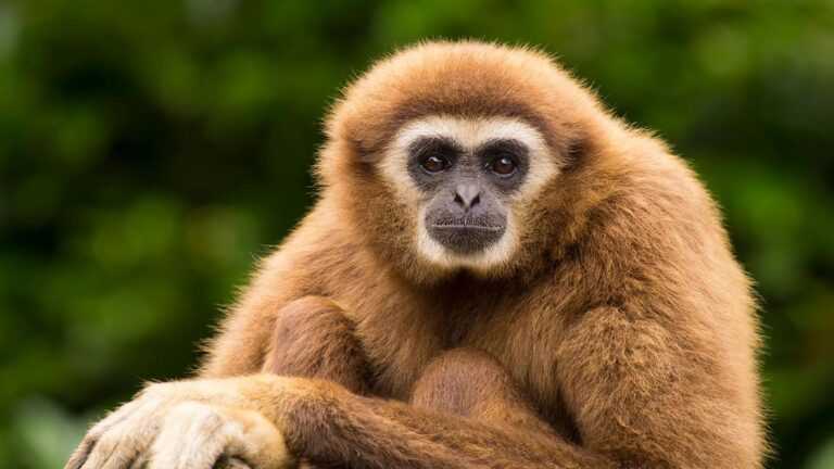 Gibbon Wallpaper - iXpap