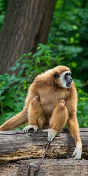 Gibbon Wallpaper