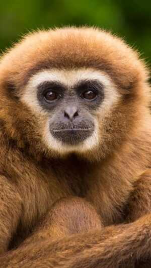 Gibbon Wallpaper