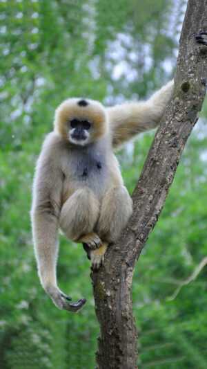 Gibbon Wallpaper