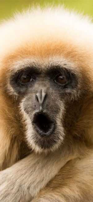 Gibbon Wallpaper