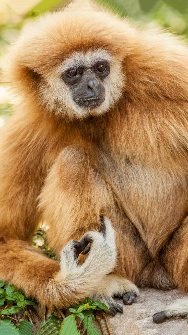 Gibbon Wallpaper iXpap