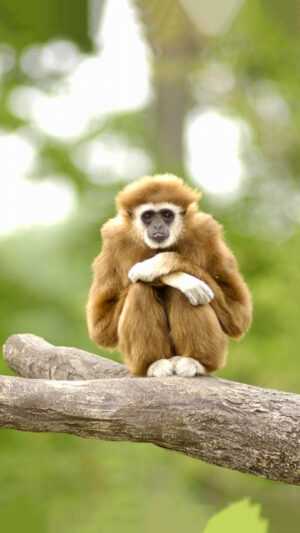 Gibbon Wallpaper