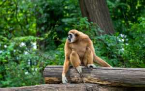 Gibbon Wallpaper