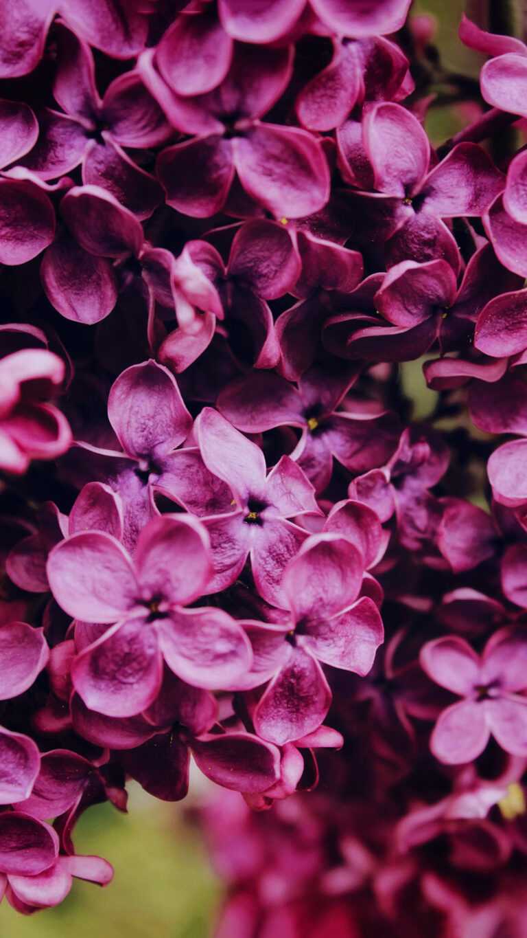 Lilac Wallpaper iXpap