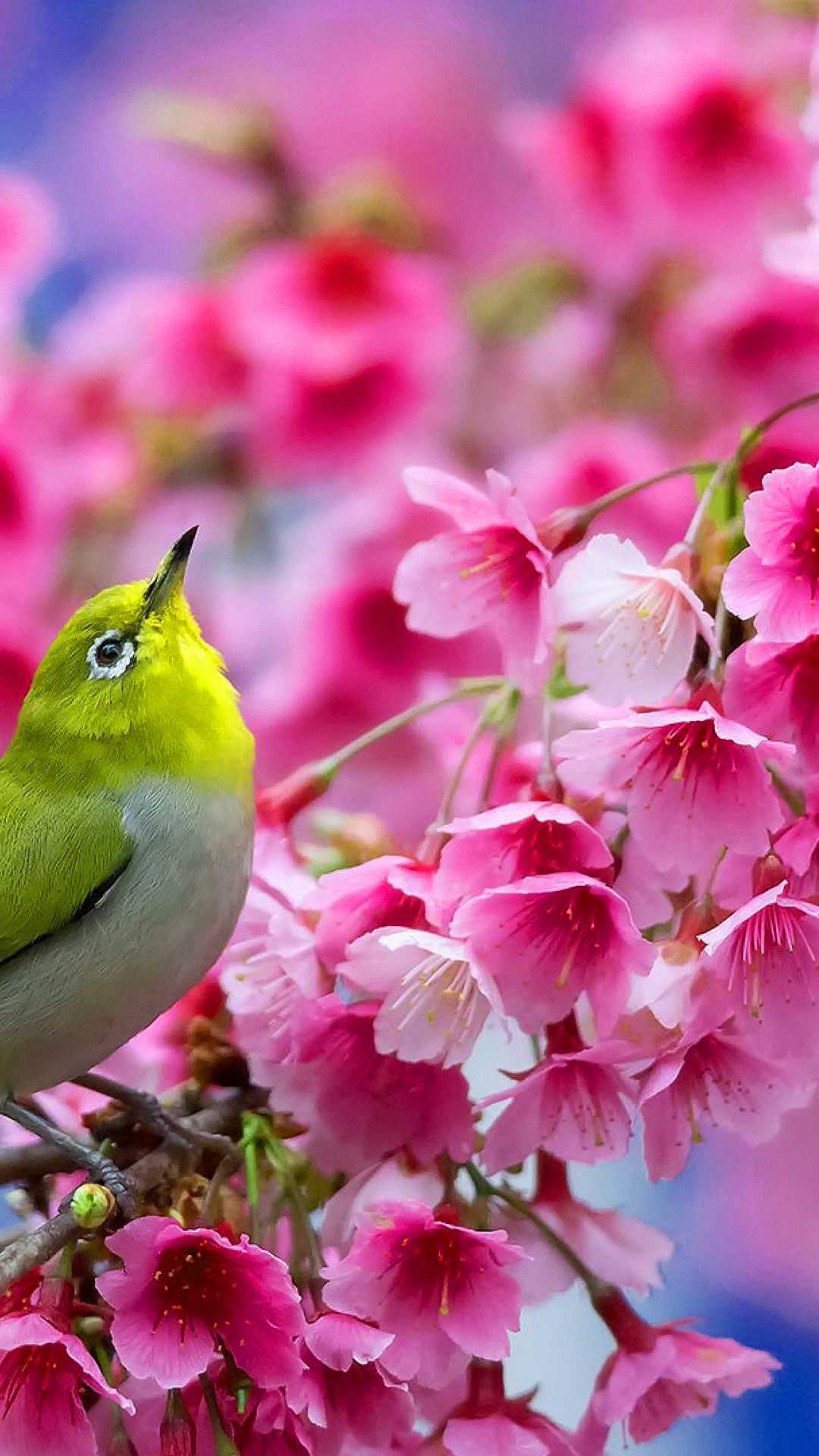 Spring singing. Весенние заставки на телефон. Красивая природа с птичками. Красивые весенние птицы на цветах. Птицы весной.