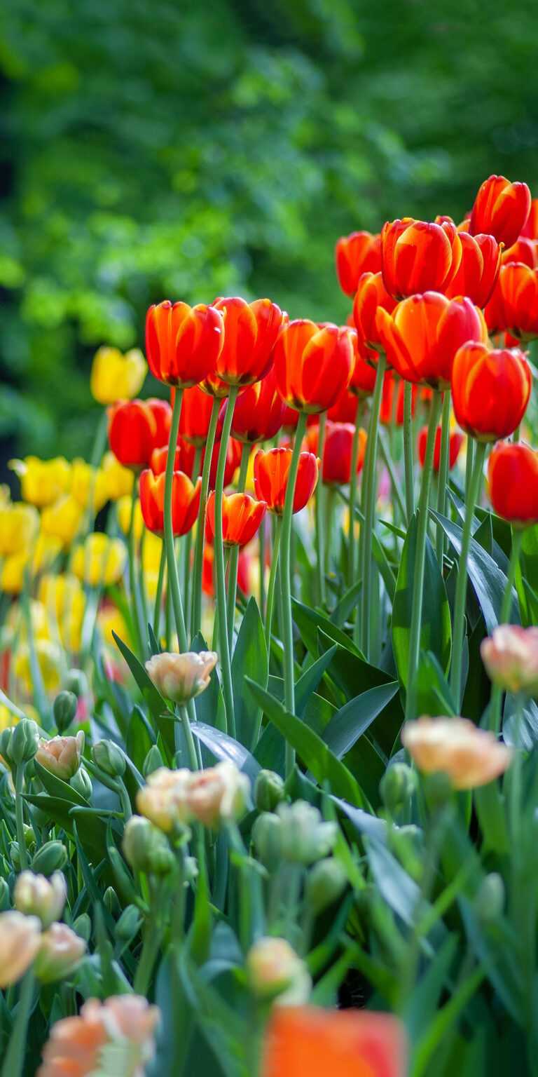 Spring Flowers Wallpaper iXpap