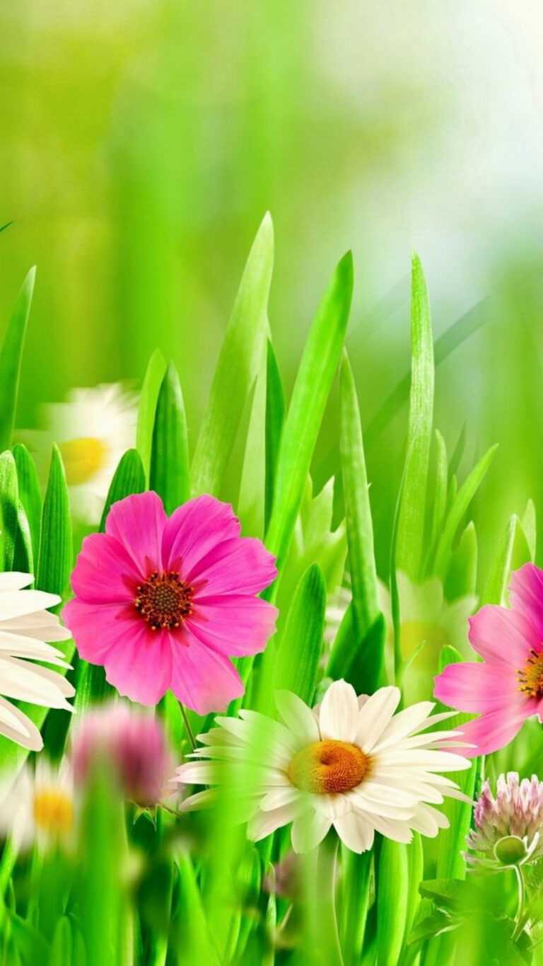 Spring Flowers Wallpaper iXpap
