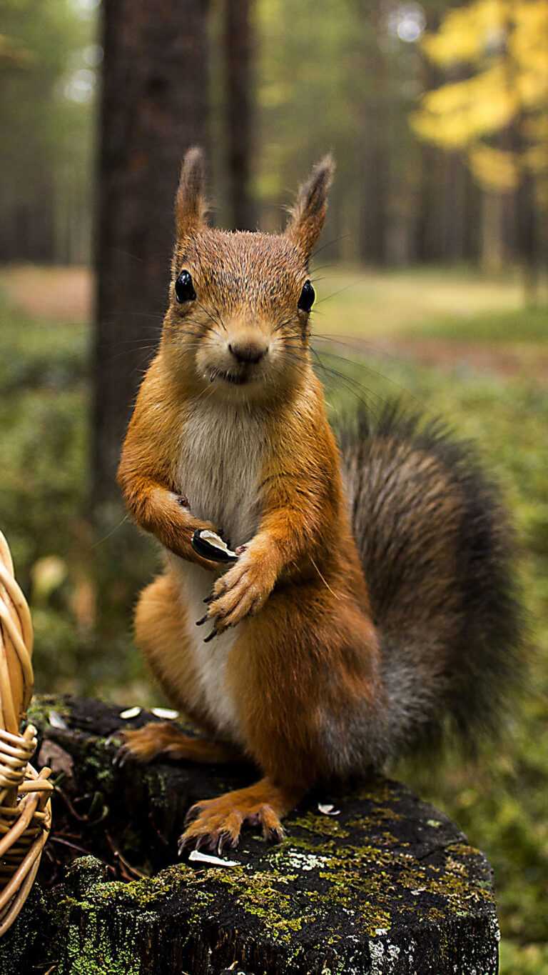 Squirrel Wallpaper iXpap