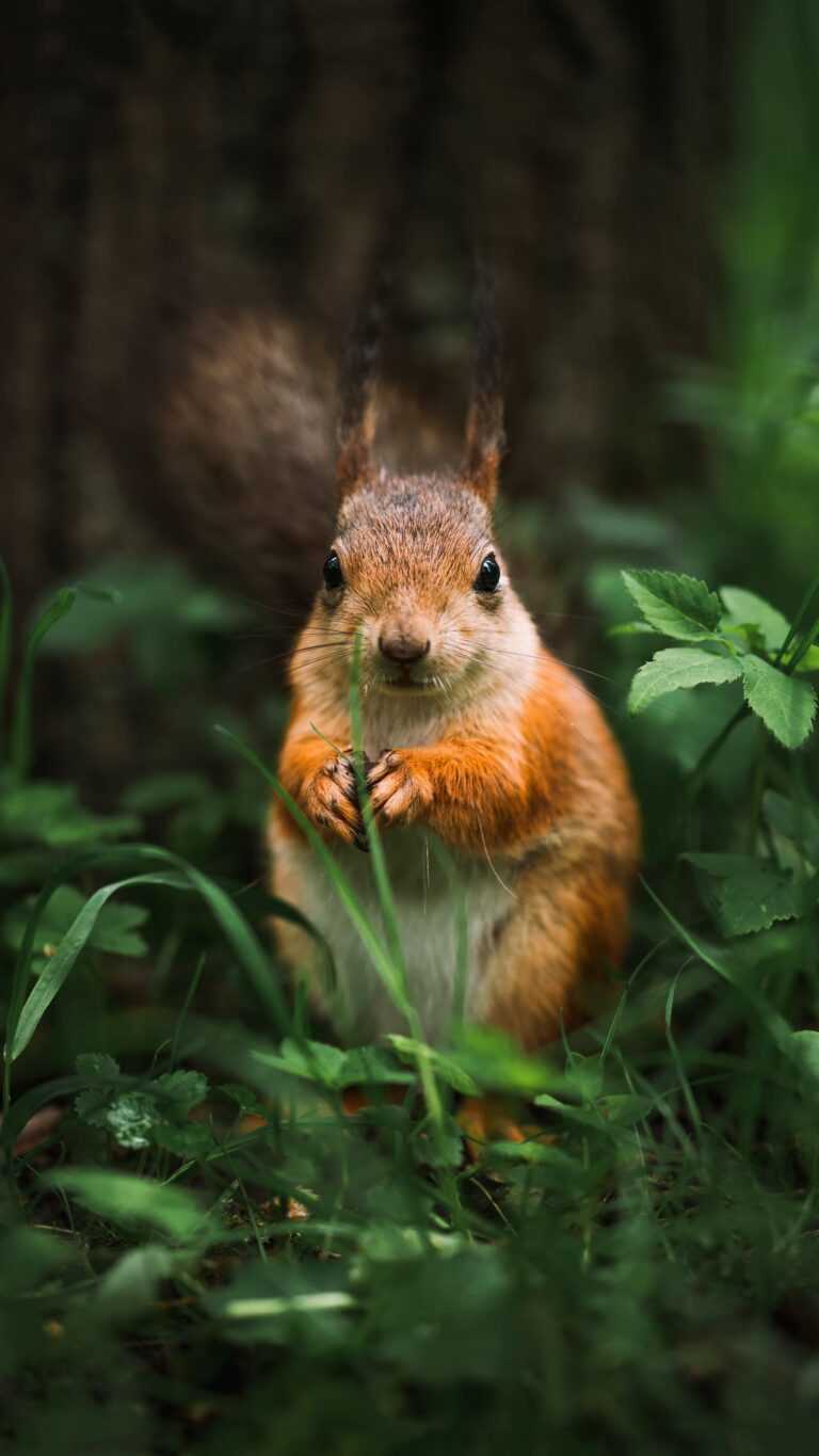 Squirrel Wallpaper - iXpap