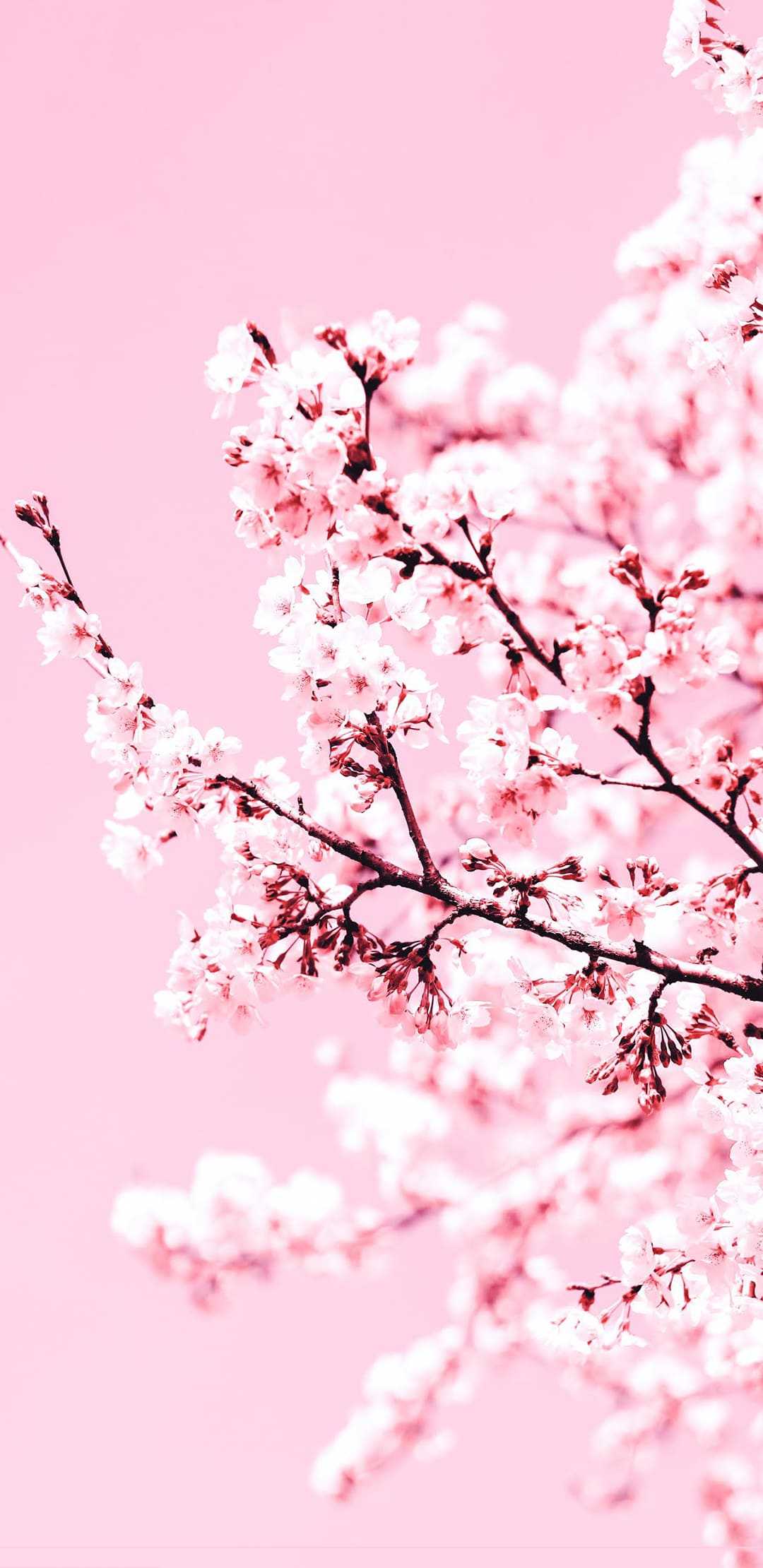 Sakura.Scenic wallpaper - Opera add-ons