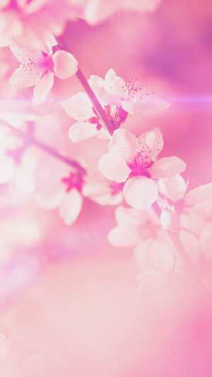 Cherry Blossom Wallpaper