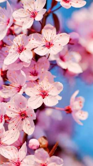 Cherry Blossom Wallpaper