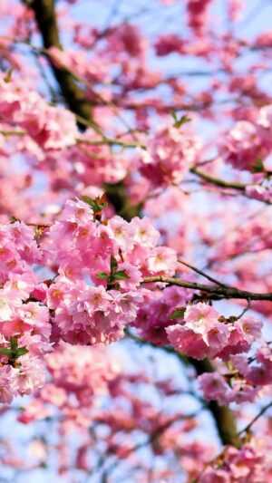 Cherry Blossom Wallpaper