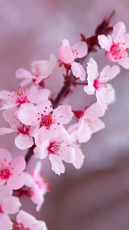 Cherry Blossom Wallpaper - iXpap