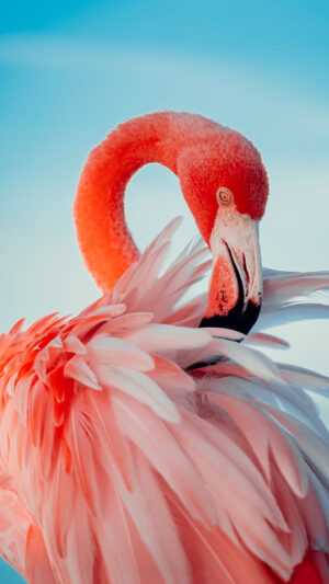 Flamingo Wallpaper