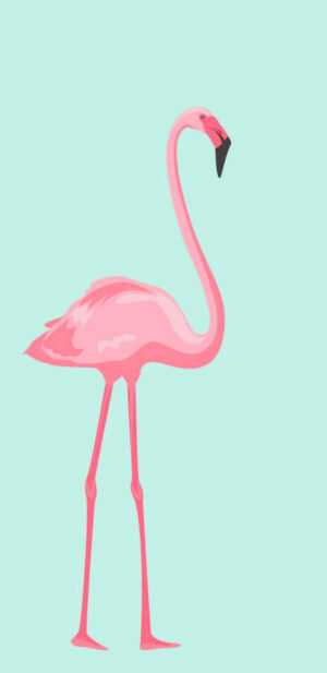 Flamingo Wallpaper