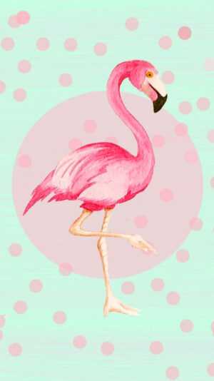 Flamingo Wallpaper