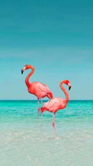 Flamingo Wallpaper