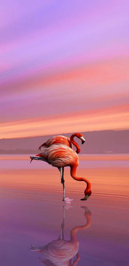 Flamingo Wallpaper iXpap
