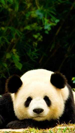 Giant Panda Wallpaper