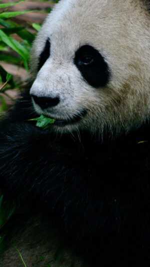 Giant Panda Wallpaper