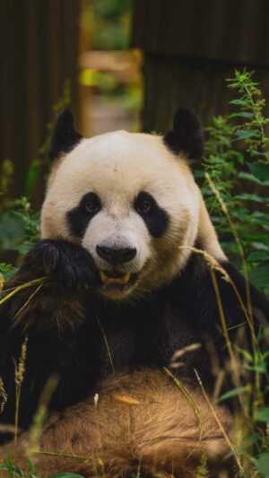 Giant Panda Wallpaper