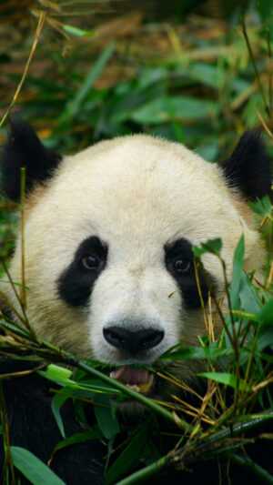 Giant Panda Wallpaper