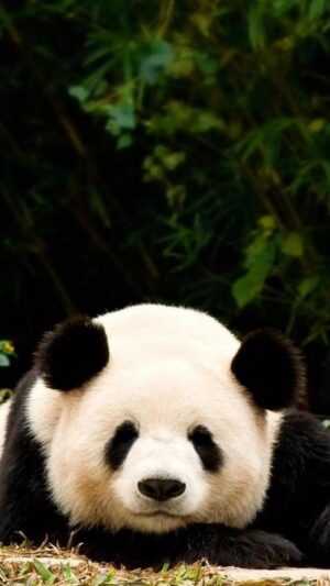 Giant Panda Wallpaper