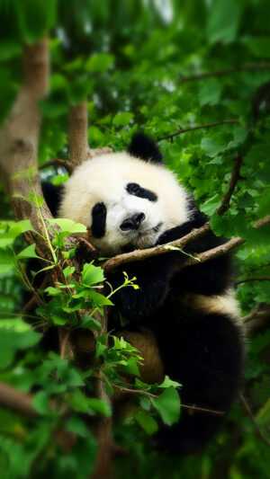 Giant Panda Wallpaper