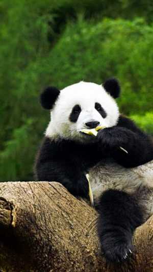 Giant Panda Wallpaper