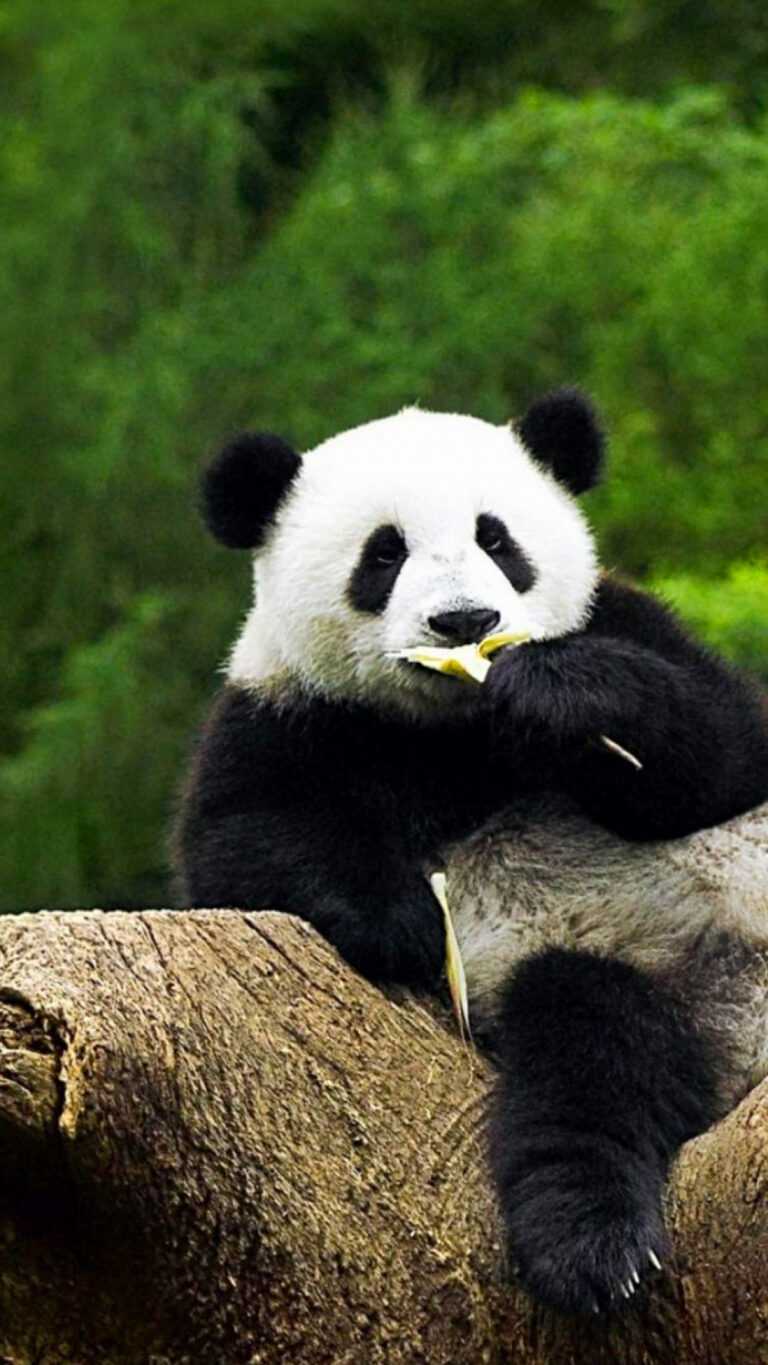 Giant Panda Wallpaper - iXpap