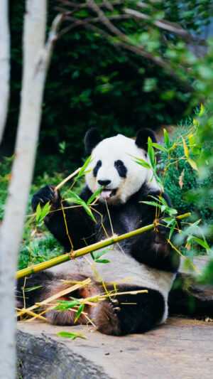 Giant Panda Wallpaper