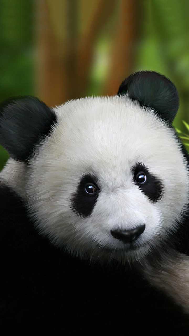 Cute baby panda Wallpaper - HD Mobile Walls